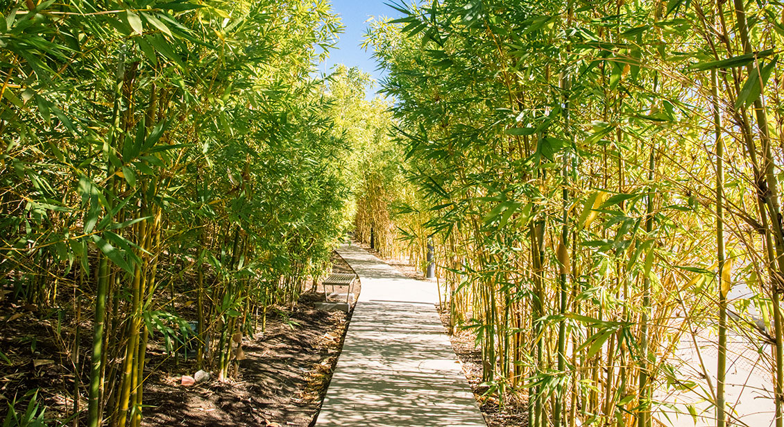 The 24 - Bamboo Forest